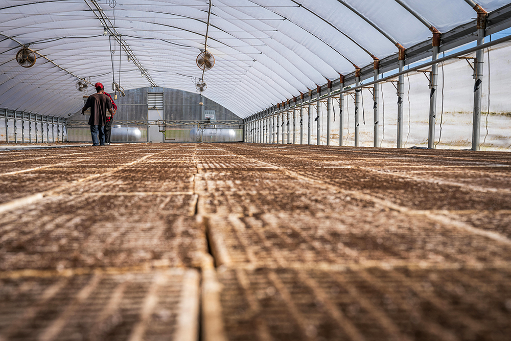 Greenhouse