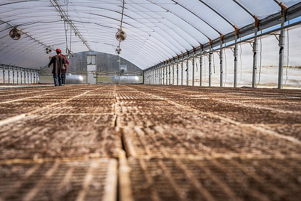 Greenhouse