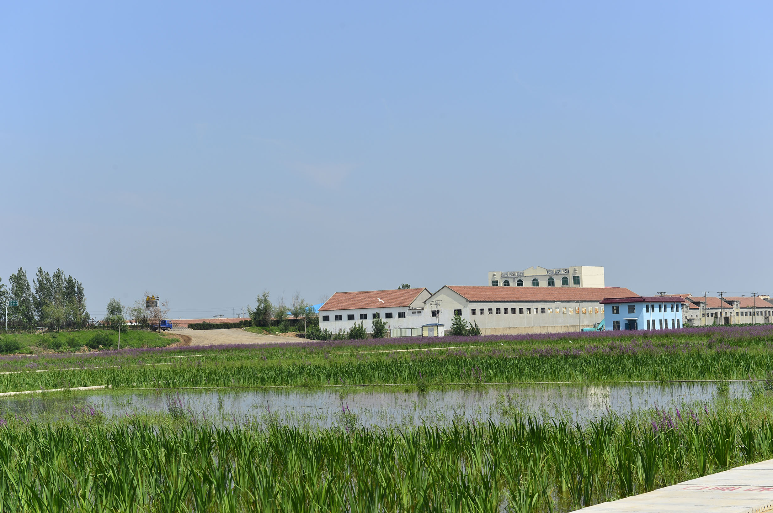  Proyecto de purificación de agua de un humedal artificial en una cuenca hidrográfica de Rizhao, Provincia de Shandong