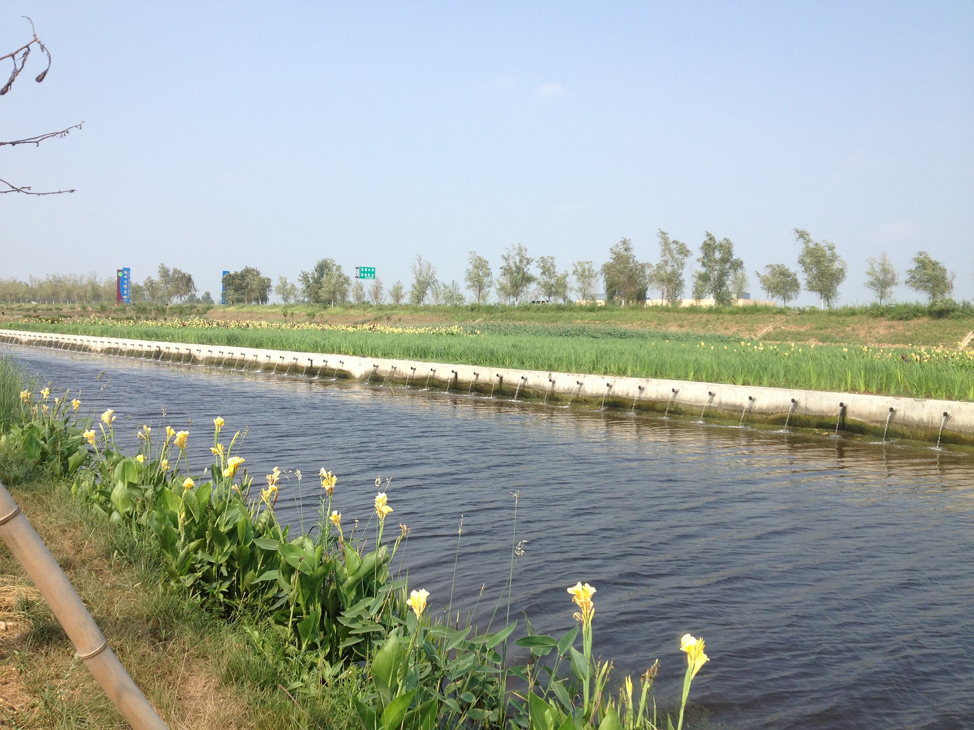 Purificación profunda del agua de cola en la planta de tratamiento de aguas residuales de Binzhou mediante humedal artificial