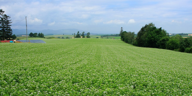 How to Fertilizer Wheat How to Fertilizer Wheat