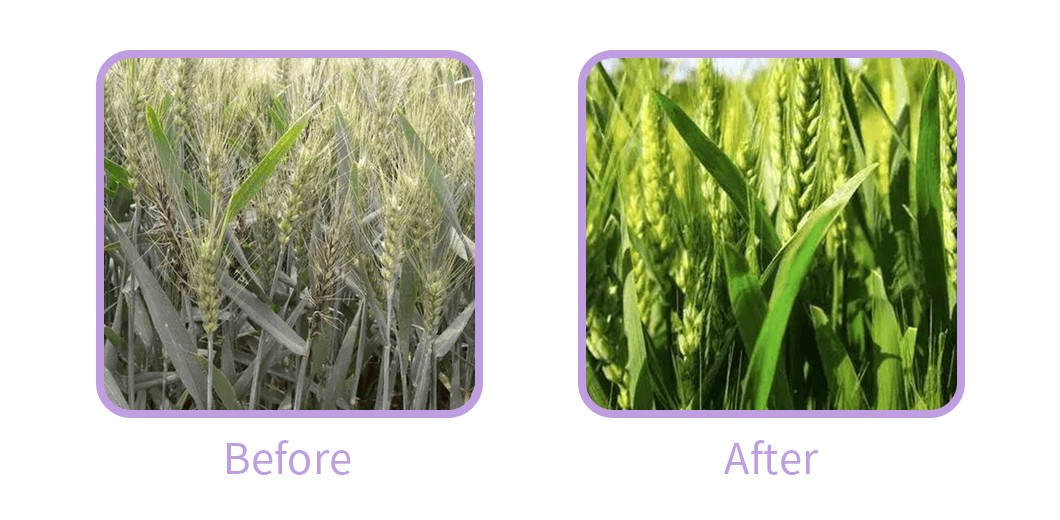 High-Quality-Nitrogen-Fertilizer-Organic-Magnesium-Sulfate-Heptahydrate-Fertilizer-for-Plant.png Nitrogen Fertilizer
