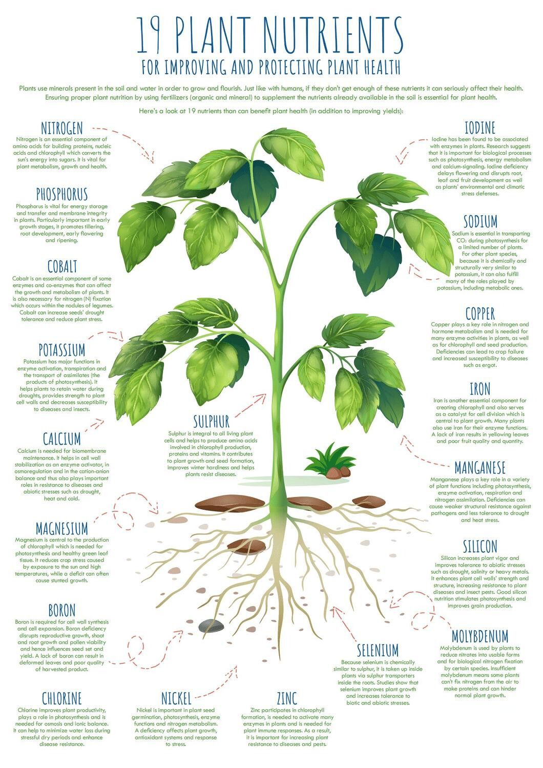 1732863441752.jpg Organic Fertilizer