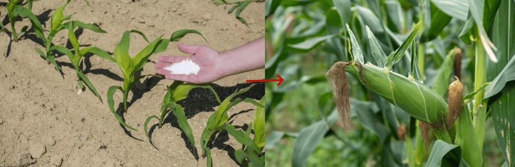 Blue-Power-Water-Soluble-Fertilizer-NPK-19-19-19-Agricultural-Use-for-Plant.png Water Soluble Fertilizer