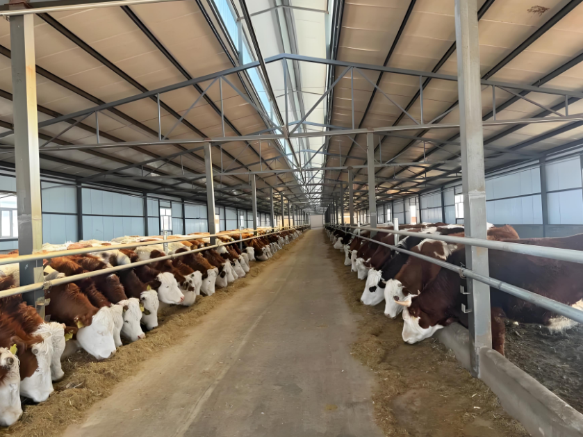 Prefab Livestock Buildings Corrosion-resistant Durable Steel Construction for Modern Cattle, Sheep, and Pig Farms