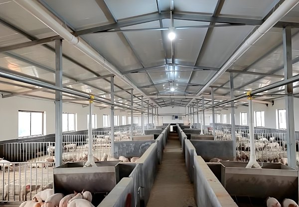 Prefab Livestock Buildings Corrosion-resistant Durable Steel Construction for Modern Cattle, Sheep, and Pig Farms