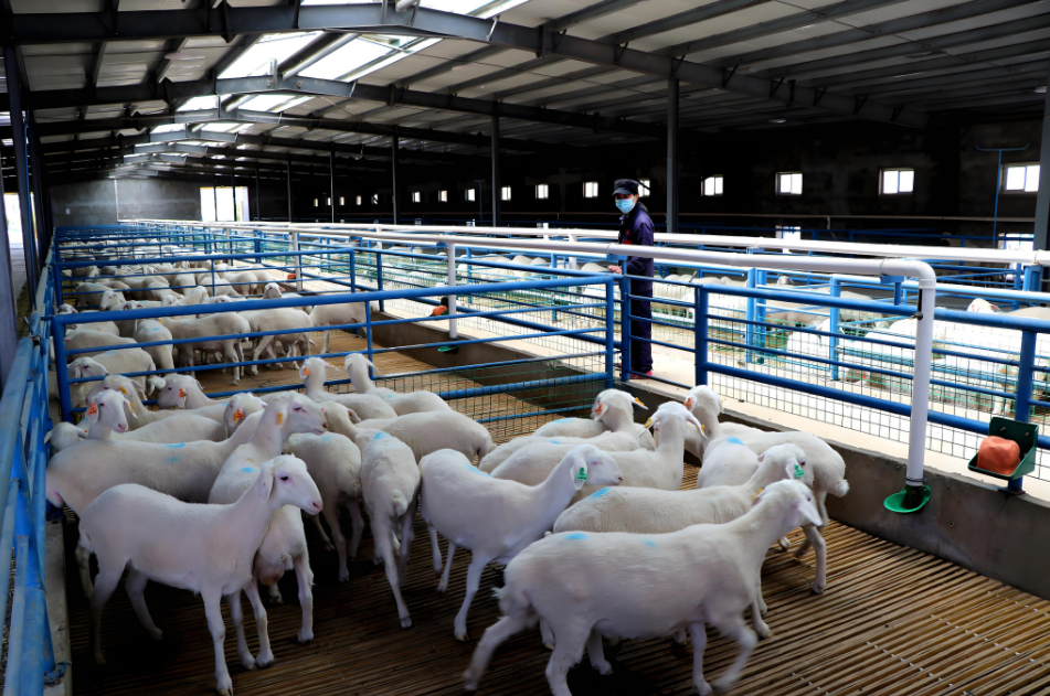 Prefab Livestock Buildings Corrosion-resistant Durable Steel Construction for Modern Cattle, Sheep, and Pig Farms