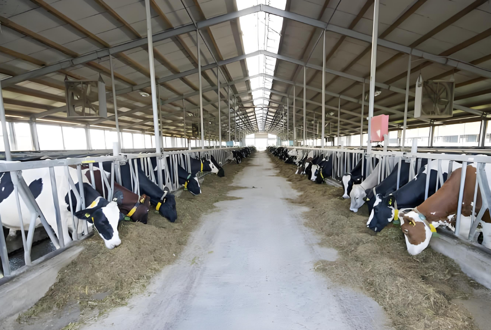 Prefab Livestock Buildings Corrosion-resistant Durable Steel Construction for Modern Cattle, Sheep, and Pig Farms