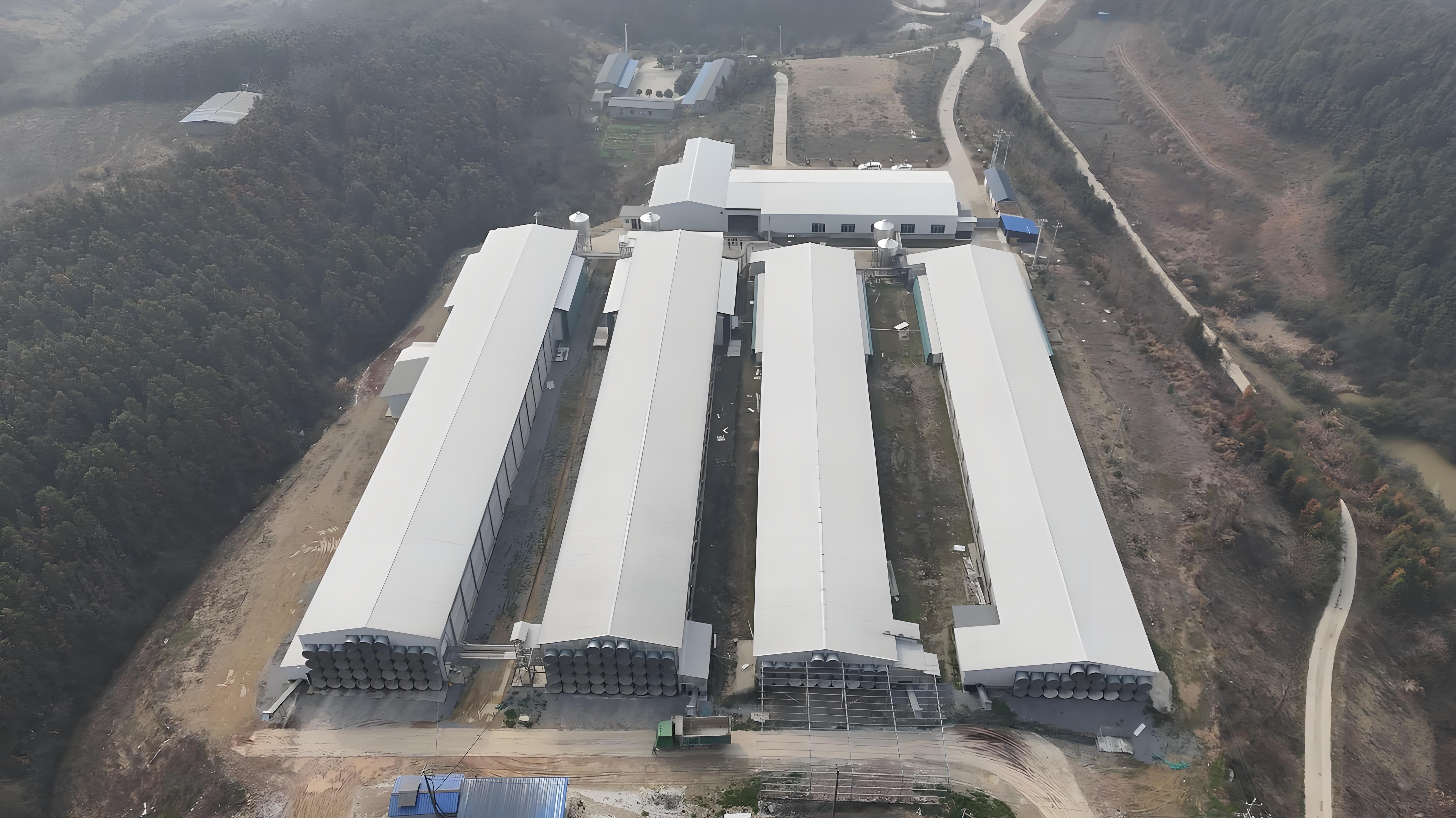 Chicken poultry Egg-laying chicken breeding factory building