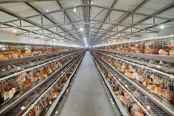 Chicken poultry Egg-laying chicken breeding factory building