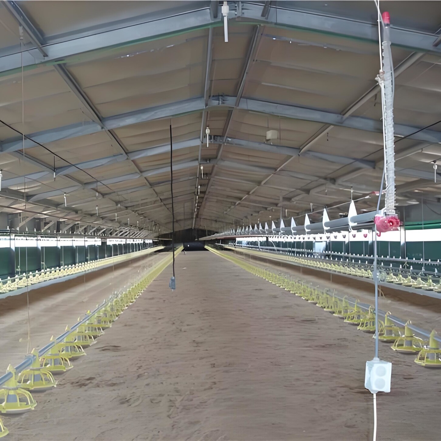 Chicken poultry Egg-laying chicken breeding factory building