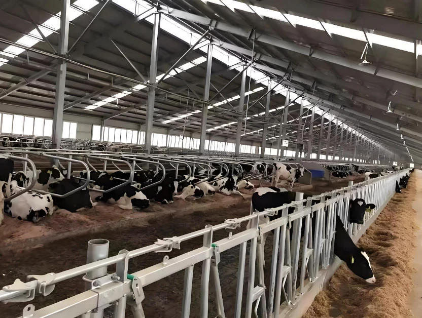 Livestock Steel Structure