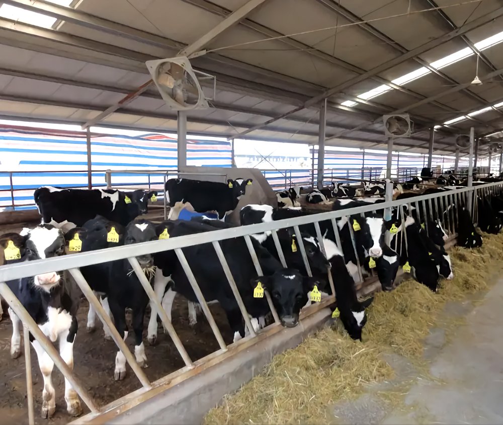 Steel Structure Dairy Farm Building