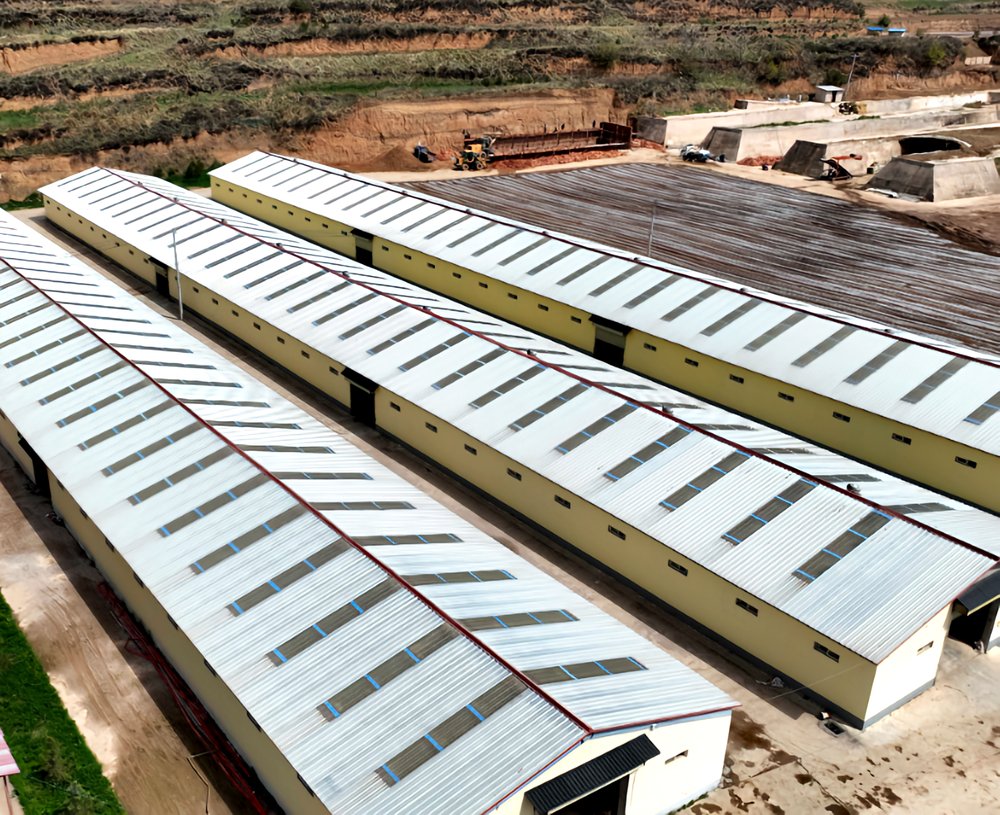 Steel Structure Dairy Farm Building
