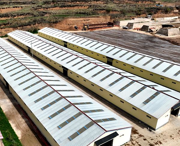 Steel Structure Dairy Farm Building