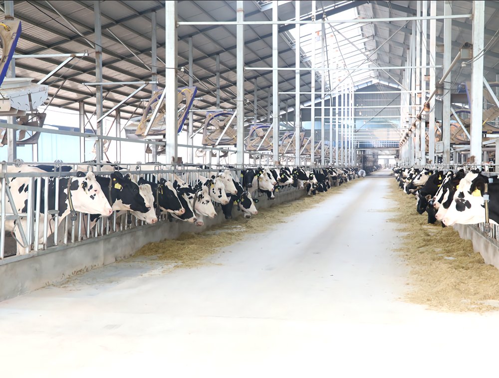 Steel Structure Dairy Farm Building