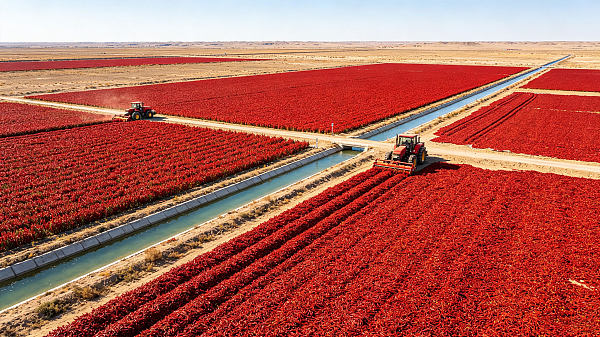 The Hetao Plain and Kailu production areas of Inner Mongolia are located in a high-latitude cultivation zone in northern China, with abundant sunlight, dry air, pure irrigation water from the Hetao region, and mineral-rich soil. Core varieties include Kailu red dried peppers, Hetao bright peppers, and horn-shaped red peppers. Red dried peppers contain 5%-10% more red pigment than the national average and have a rich, spicy aroma, making them high-quality raw materials for pigment extraction and sauce processing. Horn-shaped red peppers have thick flesh and a regular shape. The peppers are harvested mechanically on a large scale, naturally air-dried outdoors in open fields for an extended period, and sorted and graded through multiple manual stages, producing intact dried peppers without broken skin.