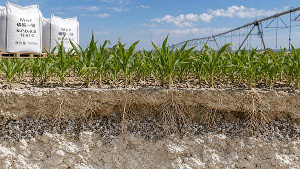 When phosphate fertilizers stop improving yield in high-pH soils