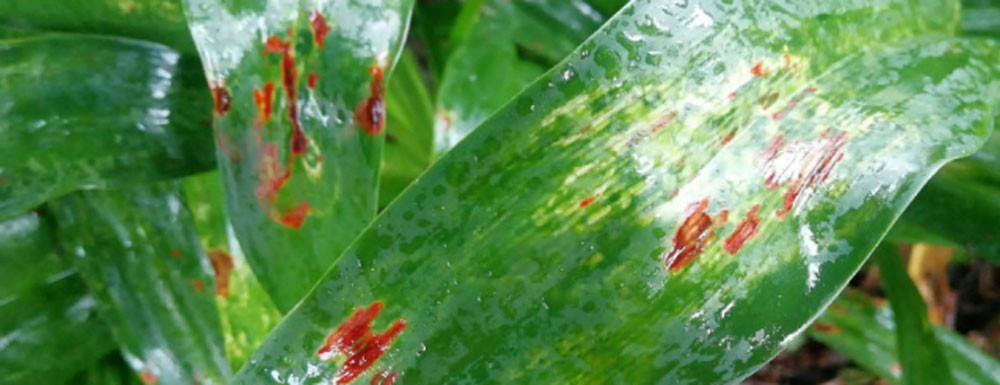 Comment fonctionnent les générateurs de HOCl : la science derrière la protection des cultures