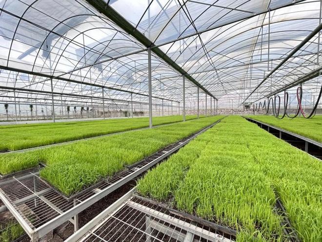 Autonomisation verte des secteurs de la culture et de l’élevage : l’eau d’acide hypochloreux favorise un développement vert et de haute qualité de l’agriculture et de l’aquaculture