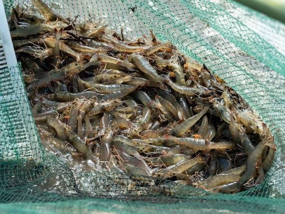 2 Percée dans l’aquaculture durable ! La technologie d’anolyte neutre à base d’acide hypochloreux permet à l’industrie de la crevette d’améliorer sa qualité et son efficacité