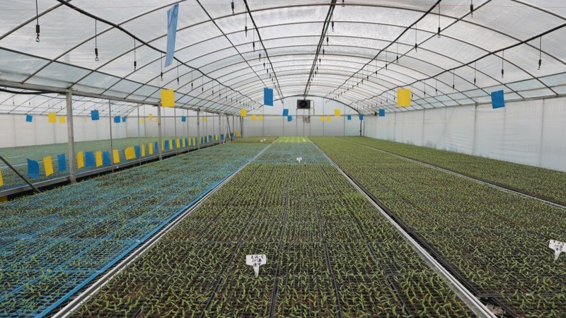 Investigación académica y práctica sobre el agua de ácido hipocloroso de cloruro de potasio electrolizado en el tratamiento de semillas y el cultivo de plántulas
