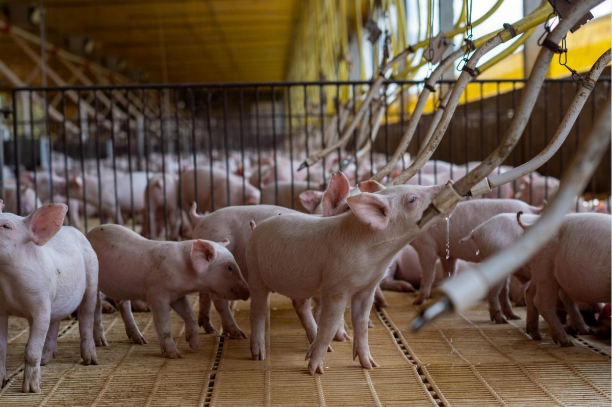 Imagen 3 Generador de ácido hipocloroso Xiaoya: una solución integral de desinfección para la cría de ganado y aves de corral — seguridad de grado médico que impulsa la ganadería moderna sin antibióticos