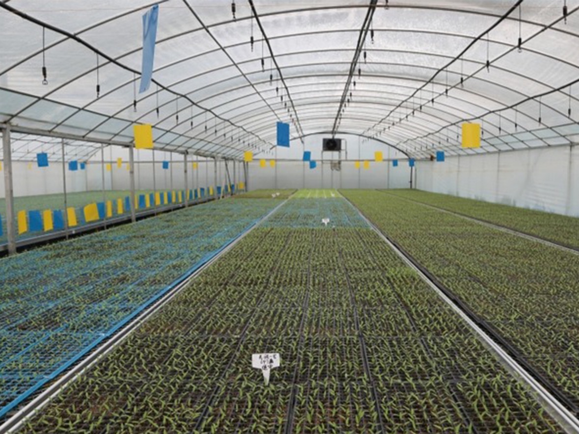 Investigación académica y práctica sobre el agua de ácido hipocloroso de cloruro de potasio electrolizado en el tratamiento de semillas y el cultivo de plántulas