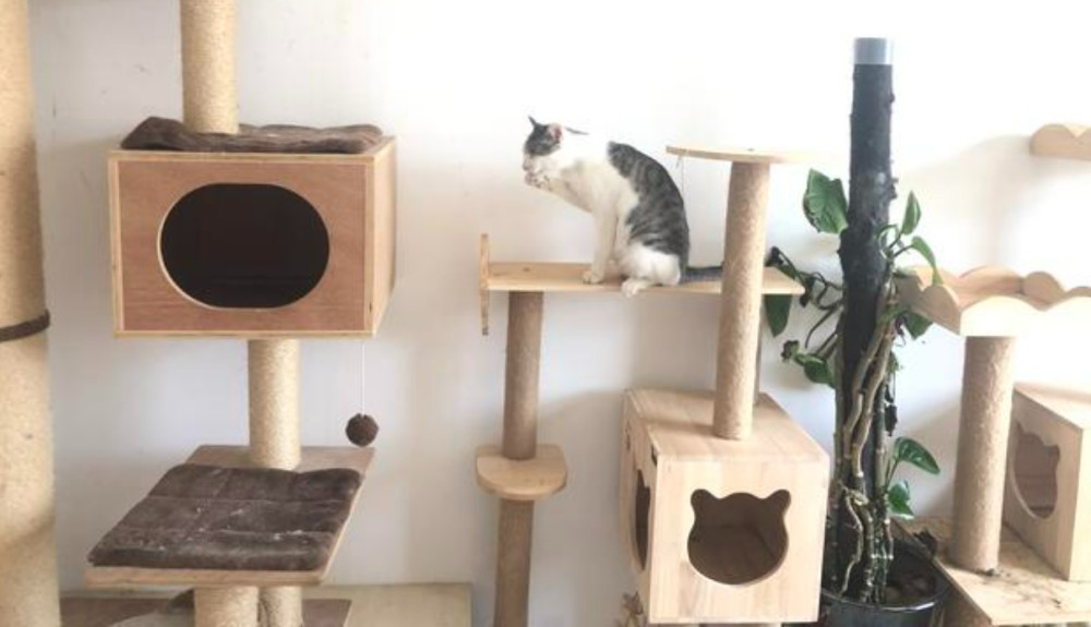 The application of four-process CNC cutting machine in the pet industry