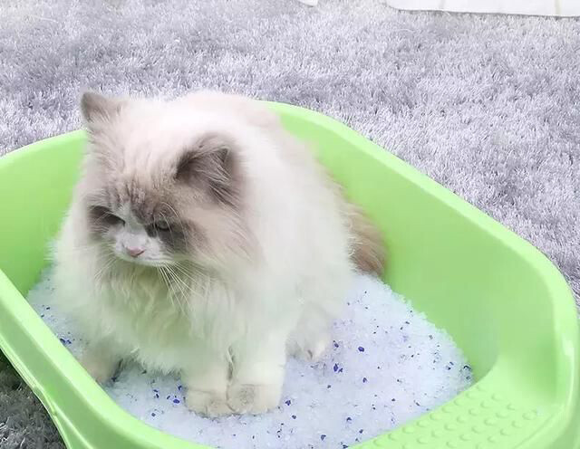 Cat Litter Cat Litter