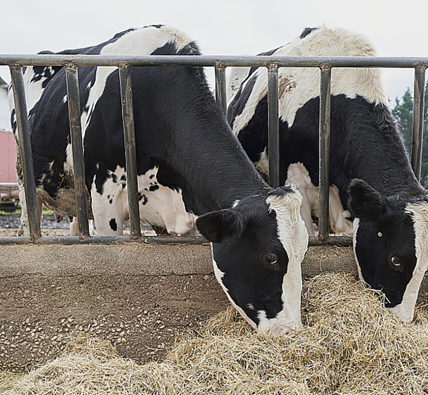 Feed Additives Feed Additives