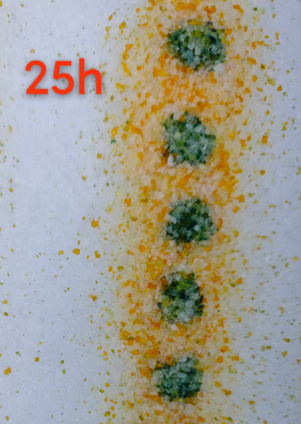 Occult blood detection cat litter