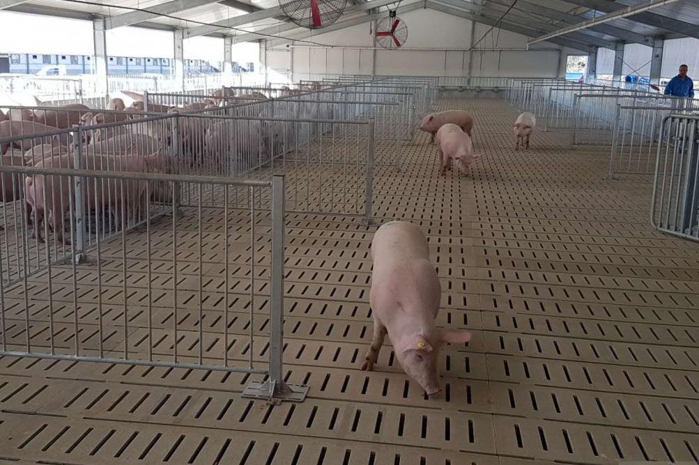 Pig Barn