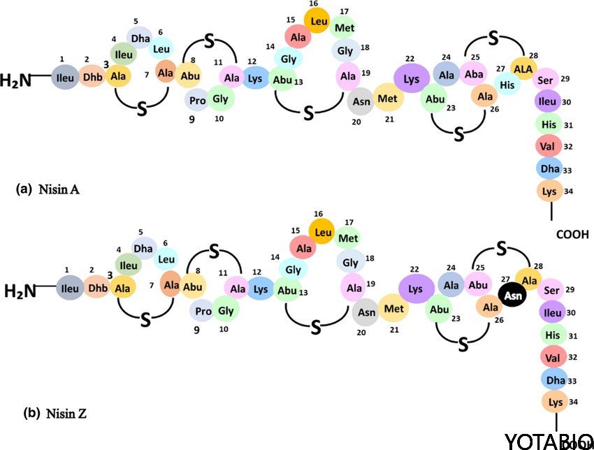 Primary-structure-of-Nisin-A-and-Nisin-Z-Both-AMPs-consist-of-34-amino-acids-In-Nisin.png