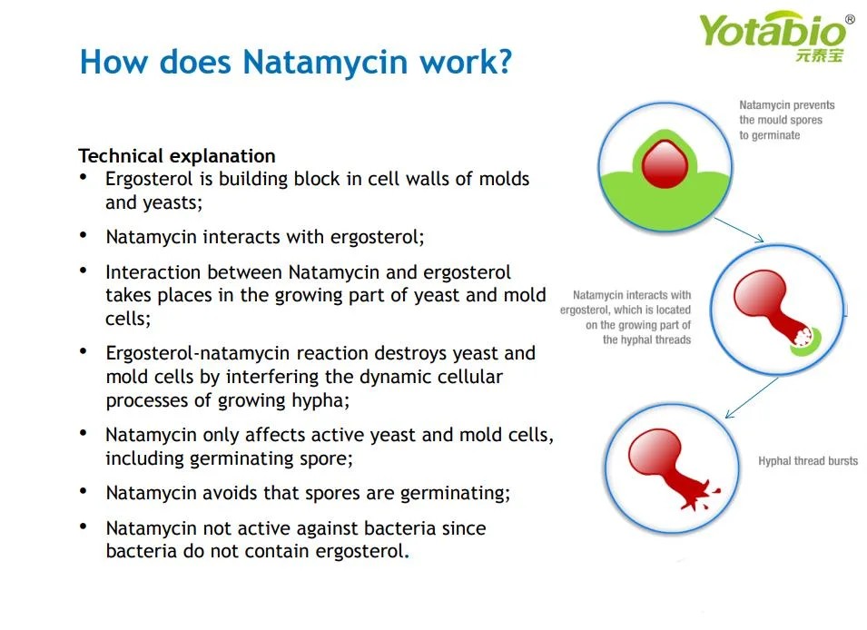 Natural Preservative Protects Cheeses From Mould and Fungi Natamycin