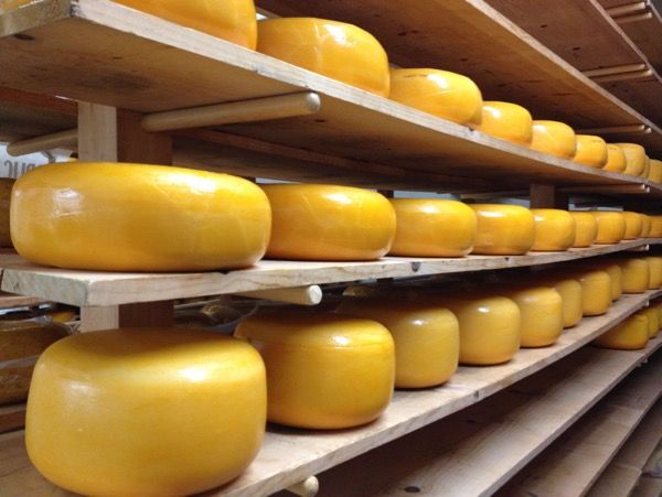 Diferencias del queso elaborado con quimosina y cuajo microbiano derivado de Rhizomucor miehei