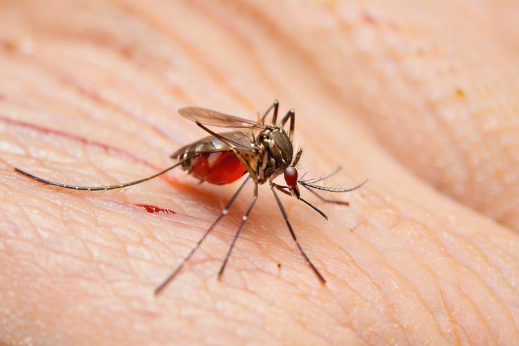 How Rapid Malaria Antigen Tests Are Transforming Diagnosis in Remote Areas