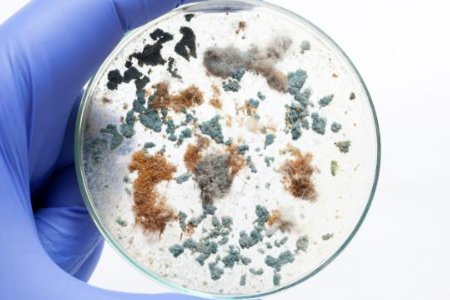 BABIO Launches Modified Cary-Blair Transport Media for Enteric Pathogen Stability