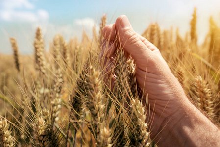 BABIO Launches Rapid Test for T-2 Toxin Detection in Food and Feed