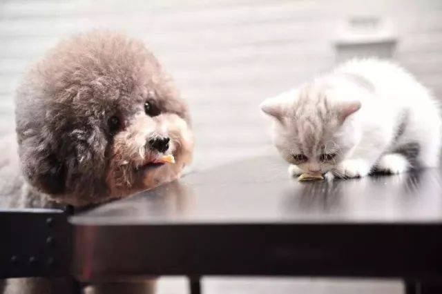 BABIO Launches Advanced Pet Rapid Test Kits for Global Veterinary Care