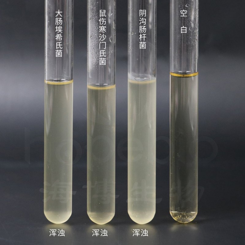 Supporting Reliable Microbiology with Ready-to-Use BHI Broth