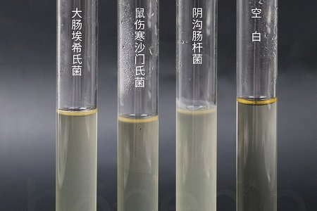 BABIO Launches High-Performance Brain Heart Infusion Broth for Global Microbiology Laboratories
