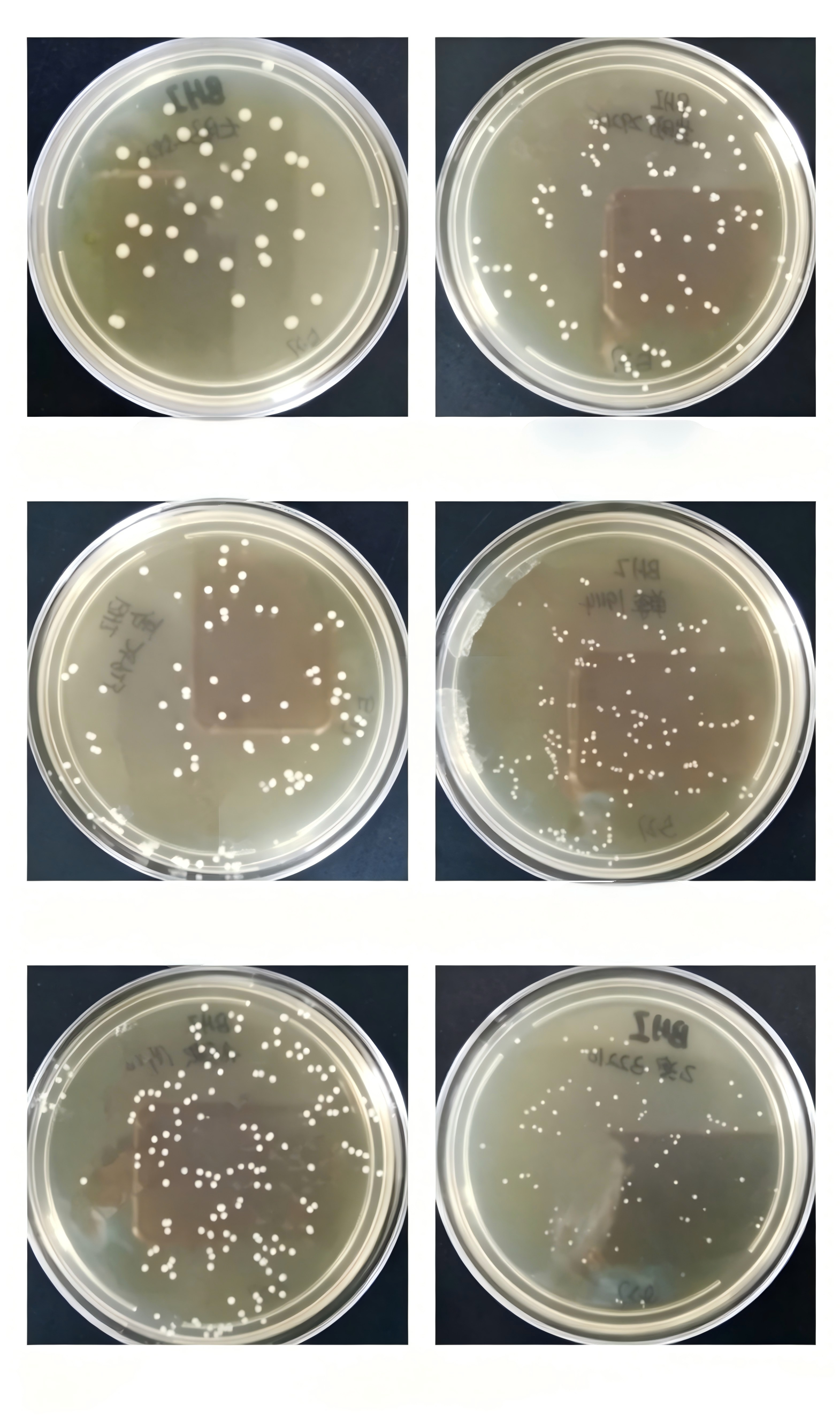 Nitrate Broth (Reduction) (Legionella)