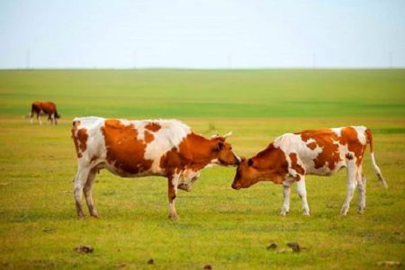 BABIO Advances Early Bovine Pregnancy Detection with Fluorescence Testing