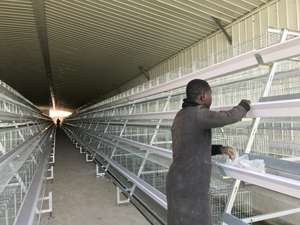 BEST broiler cage in Kenya poultry farm
