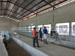 BEST layer cage in Zambia poultry farm