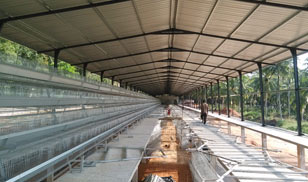 BEST layer cage in Bangladesh poultry farm