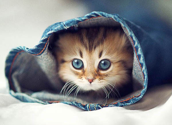 الكشف عن فيروس الهربس لدى القطط: لماذا يعد الاختبار السريع ضروريًا لصحة القطط