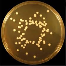 BABIO Brain Heart Infusion Broth (BHI) : milieu à haute teneur en nutriments pour une culture bactérienne fiable