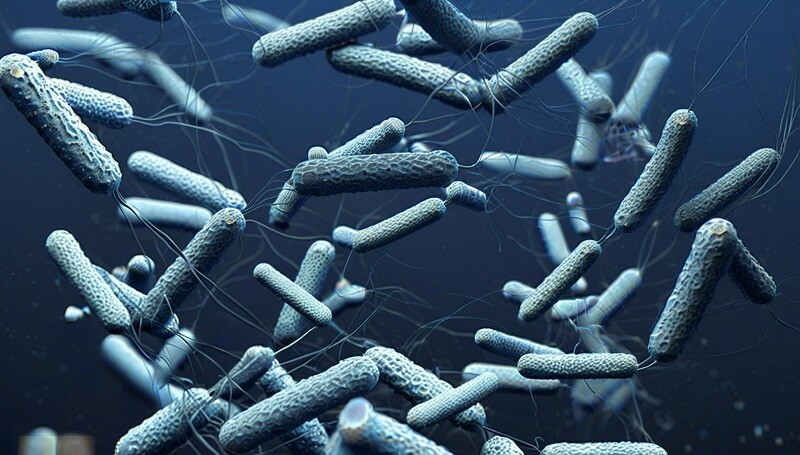 Améliorez la détection microbienne avec la gélose MacConkey de haute qualité de BABIO